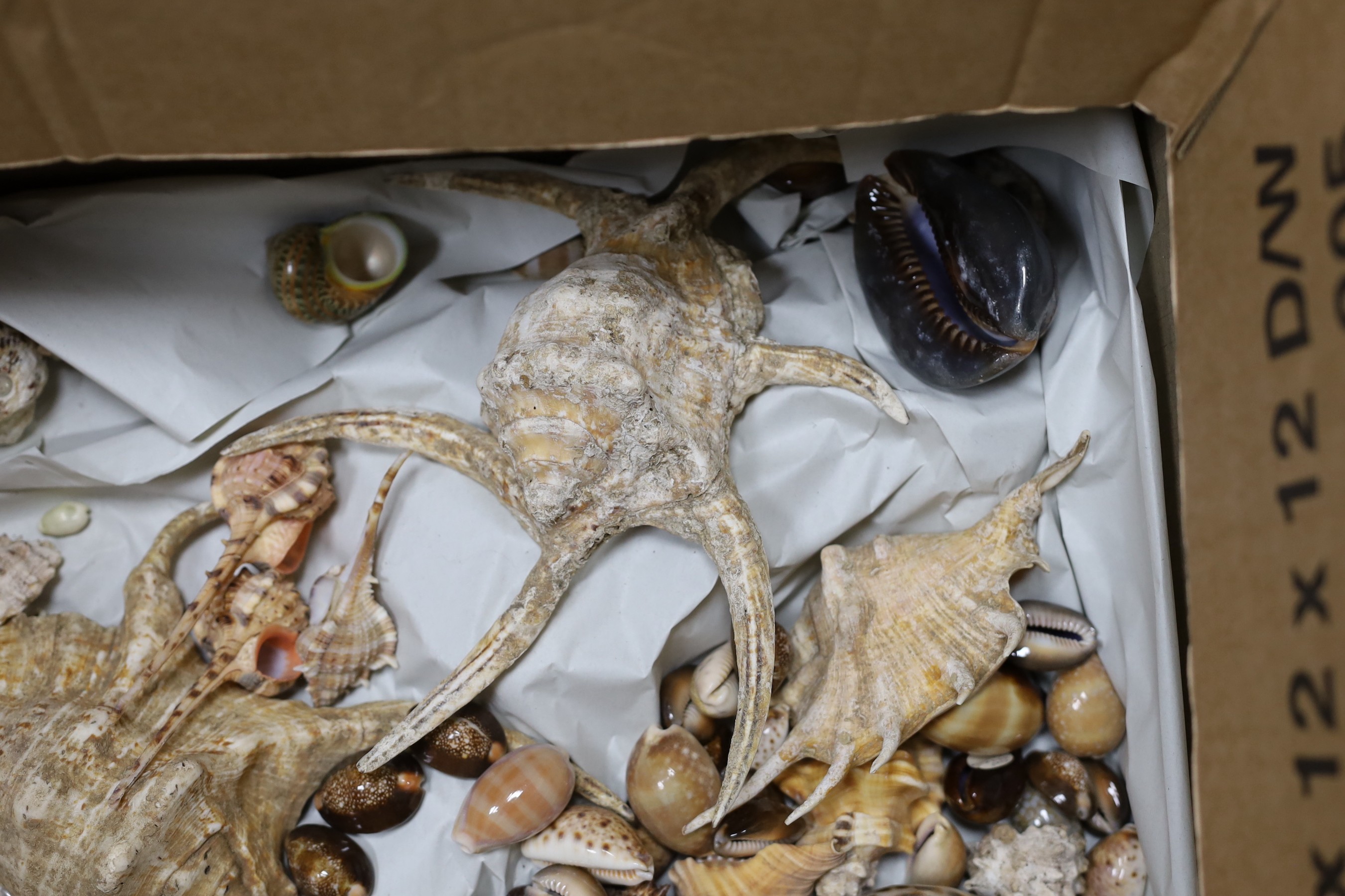 A selection of various seashell specimens